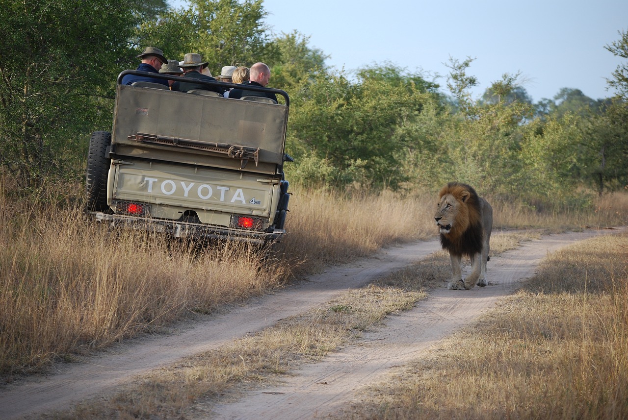 1 Day Adventure in African Lion Safari