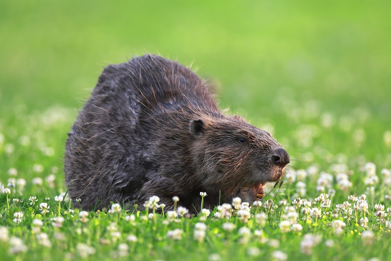 5-Day Adventure in Beaver Colorado