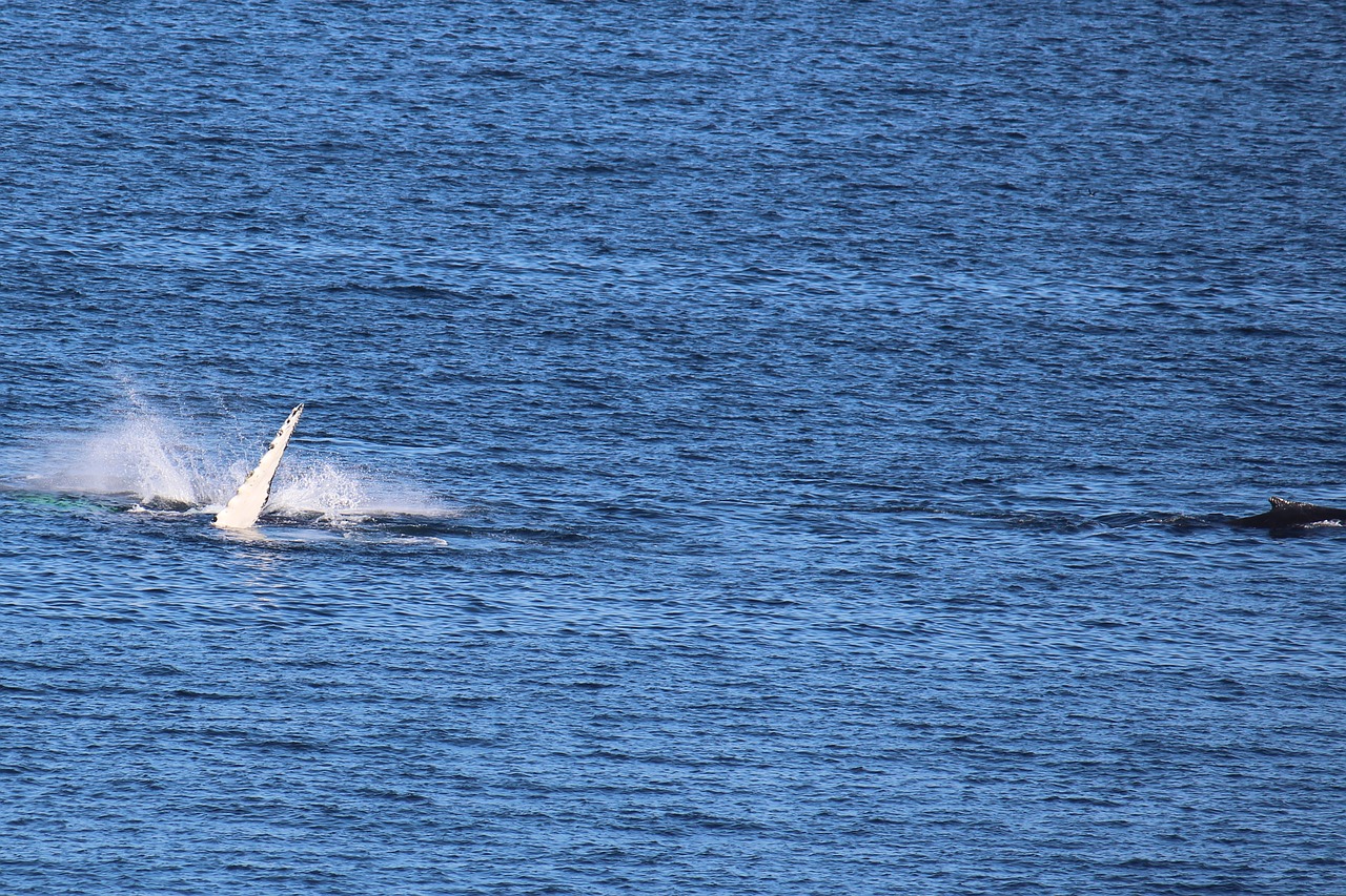 5 Days Exploring Bonavista NL