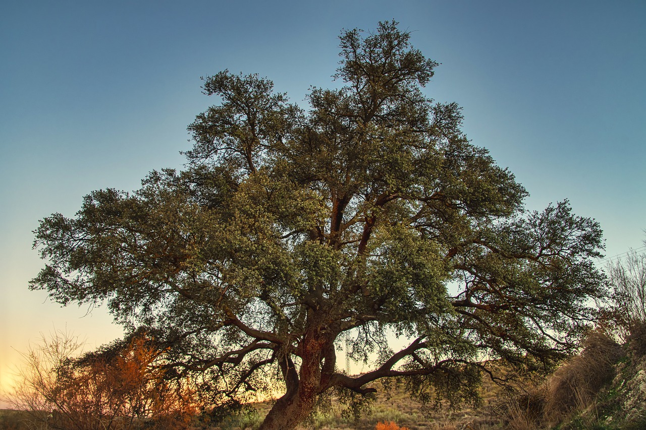 Angelus Oaks Adventure 5 Days