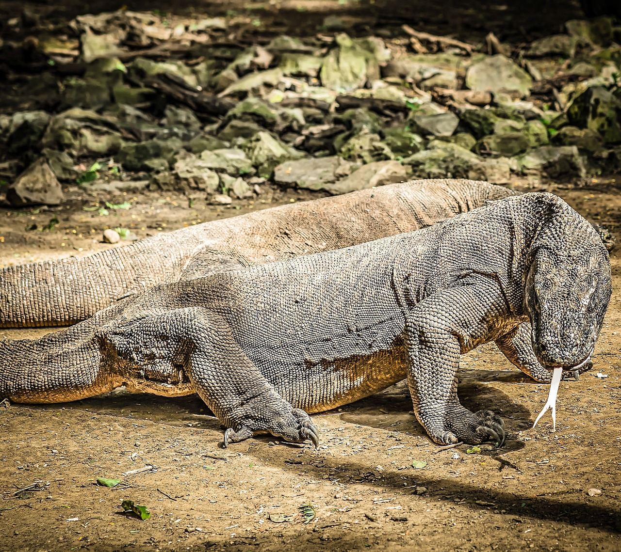 Komodo Island and Penida Adventure 4 Days