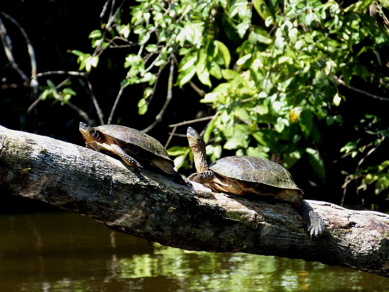 Tortuguero Adventure: 5 Days of Nature and Wildlife