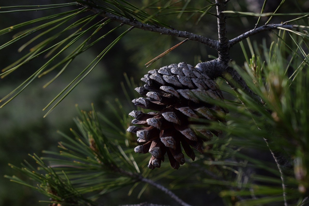 1-Day Adventure at Big Pines Lake