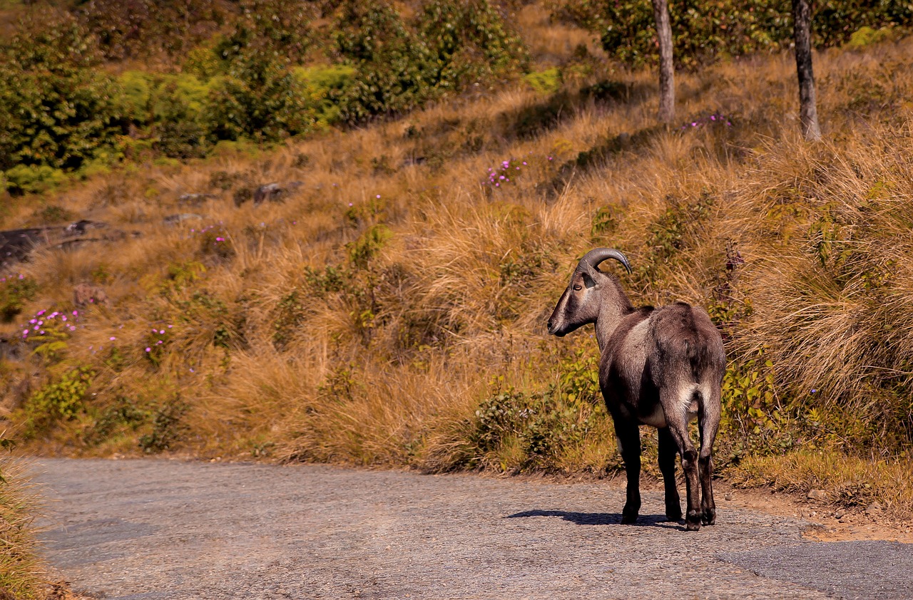 5-Day Adventure in Nilgiri District