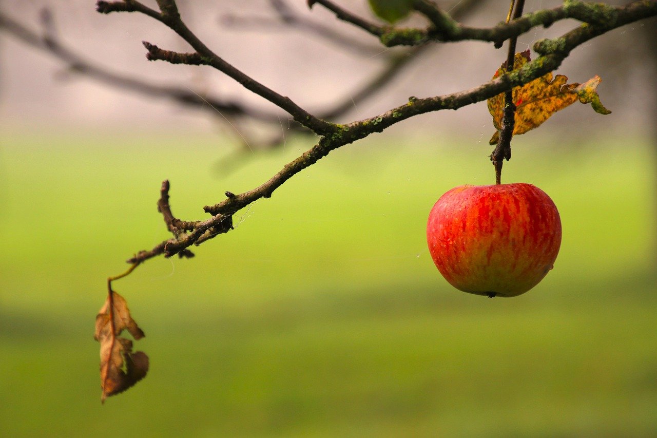 5-Day Adventure in Apple