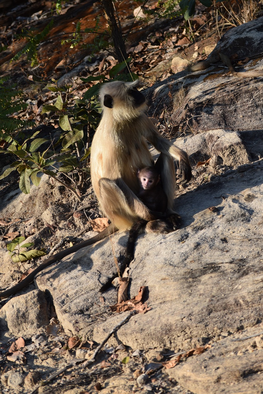 5 Days of Temple Exploration in Madhya Pradesh