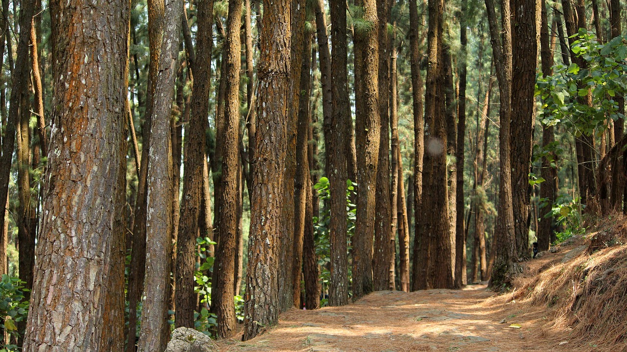 Tranquil Temples and Scenic Serenity in Vagamon