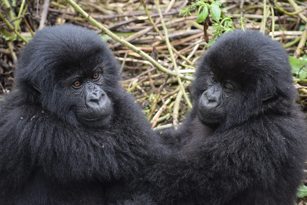 3 Days Gorilla Safaris in Uganda