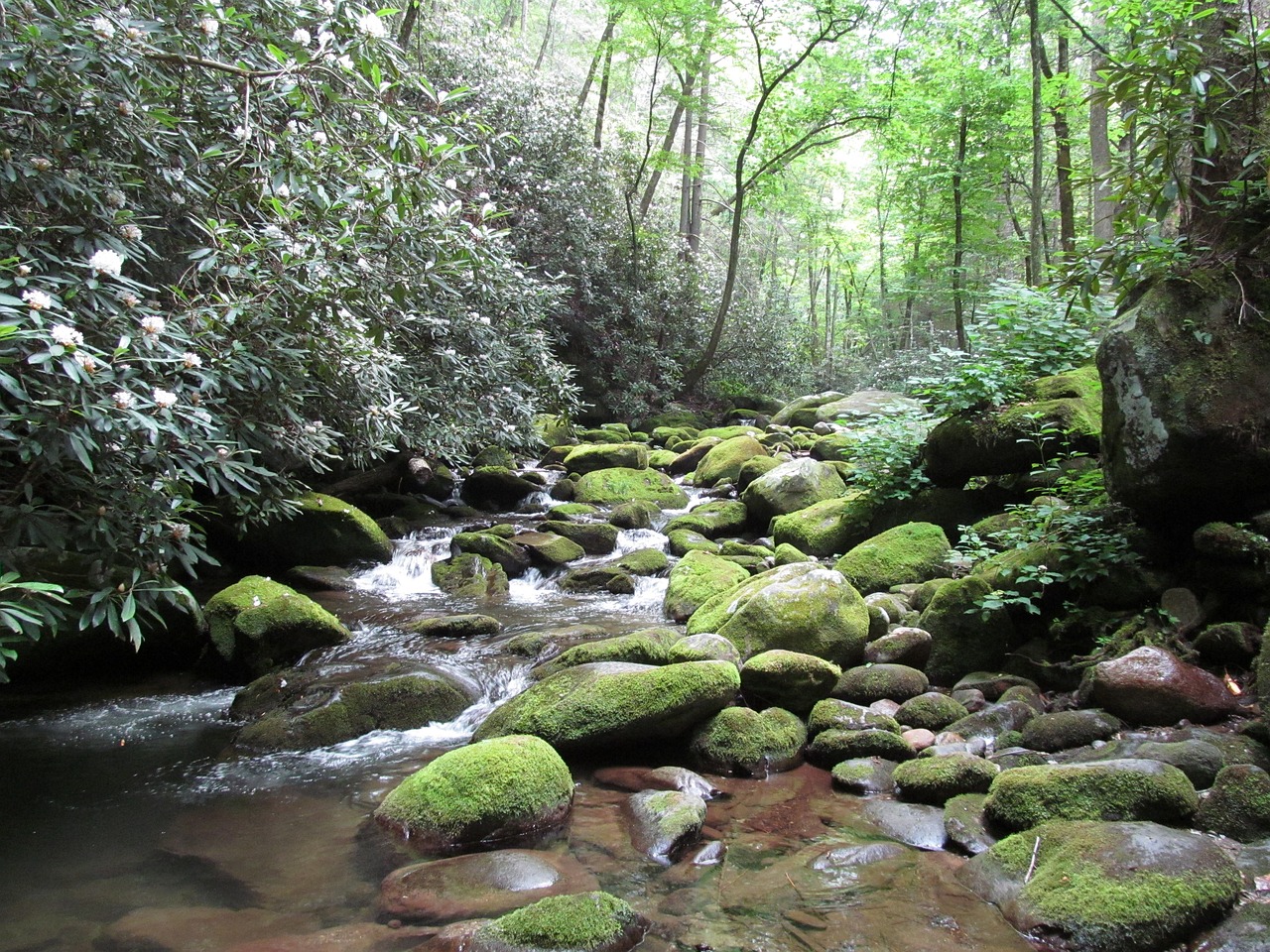 Exploring the Beauty of the Great Smoky Mountains