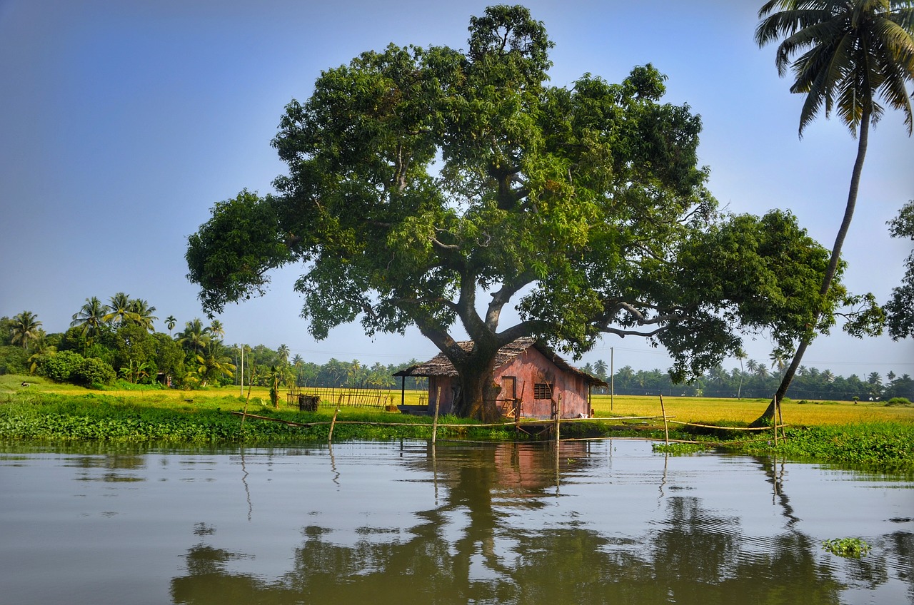 Workcation in the Backwaters of Alleppey