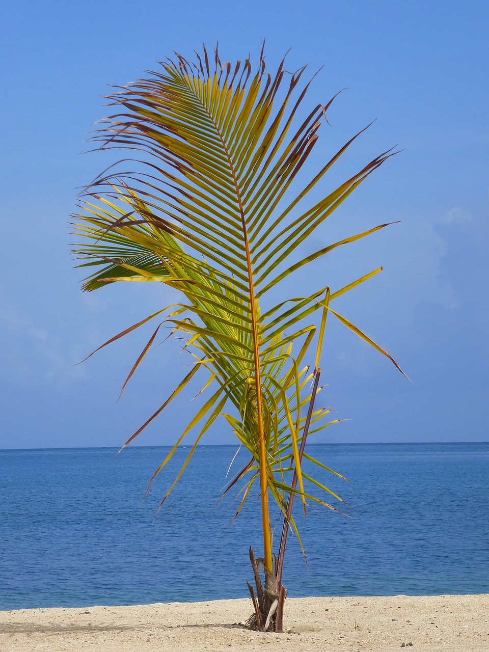 Exploring the Ecotourism and Cultural Treasures of Herrera, Panama