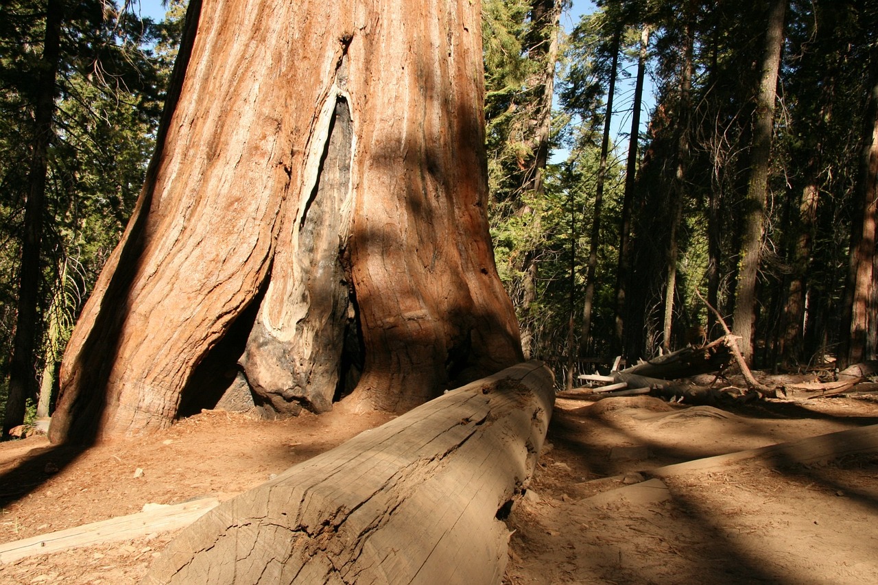 Exploring the Majestic Redwoods