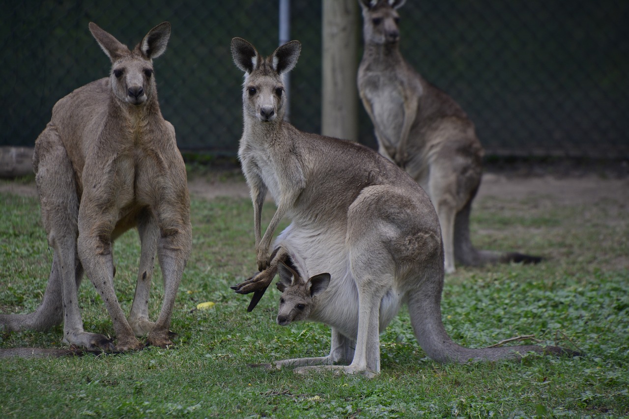 22 Days of Adventure in Brisbane