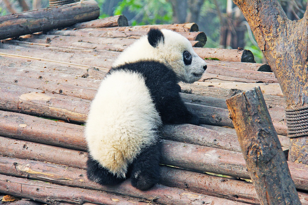 8-Day Adventure in Chengdu