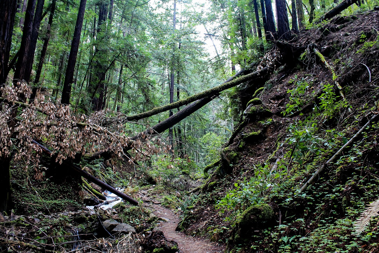 Exploring the Majestic Redwood Forest