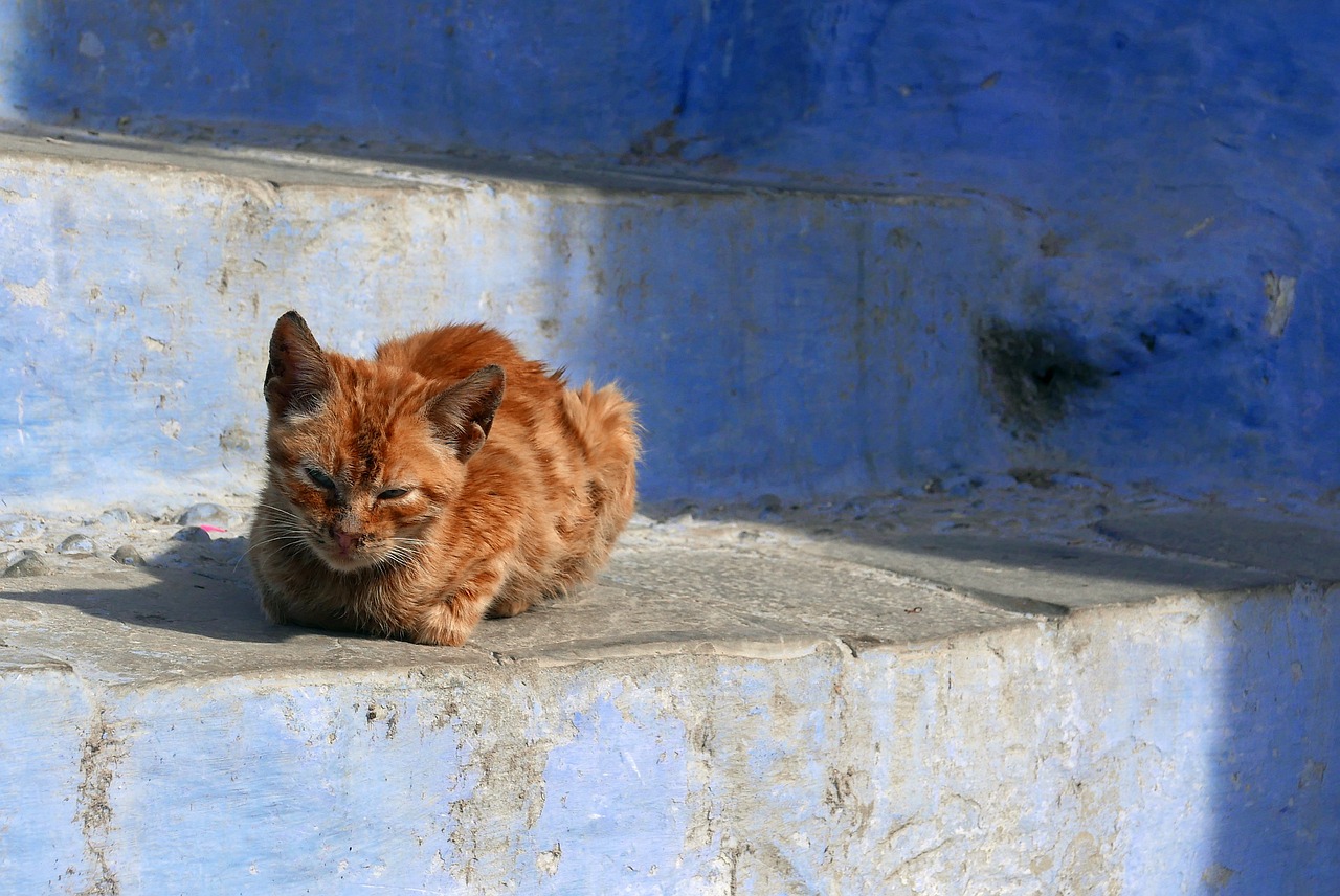 5-day Trip to Chefchaouen, Morocco