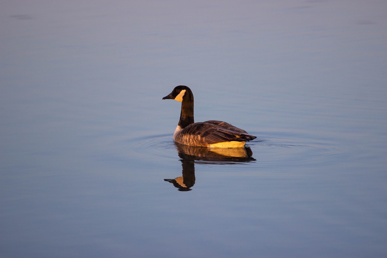 5-day Trip to Gander, Newfoundland