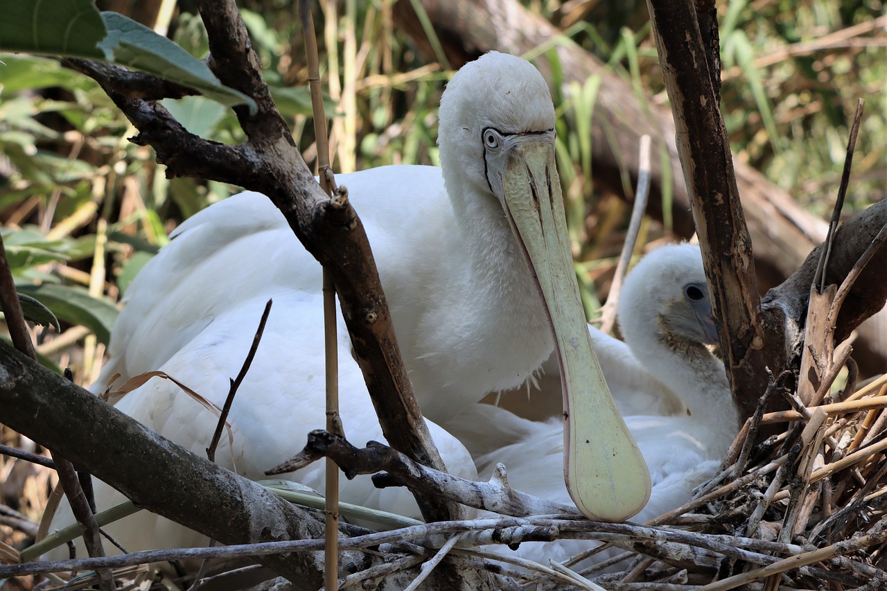 3-day Trip to Adelaide: Wine, Wildlife, and Gastronomy