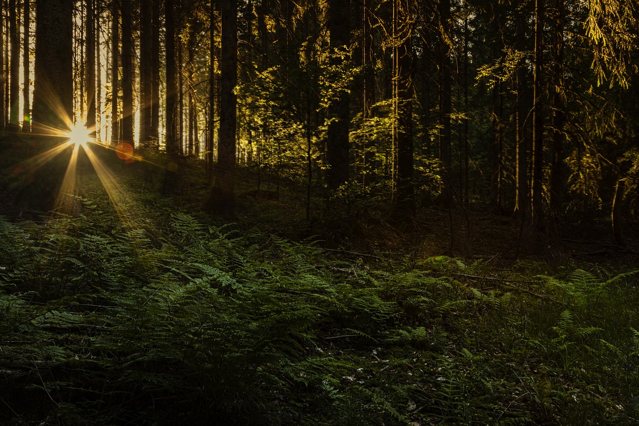 Explorando la Selva Negra en Alemania