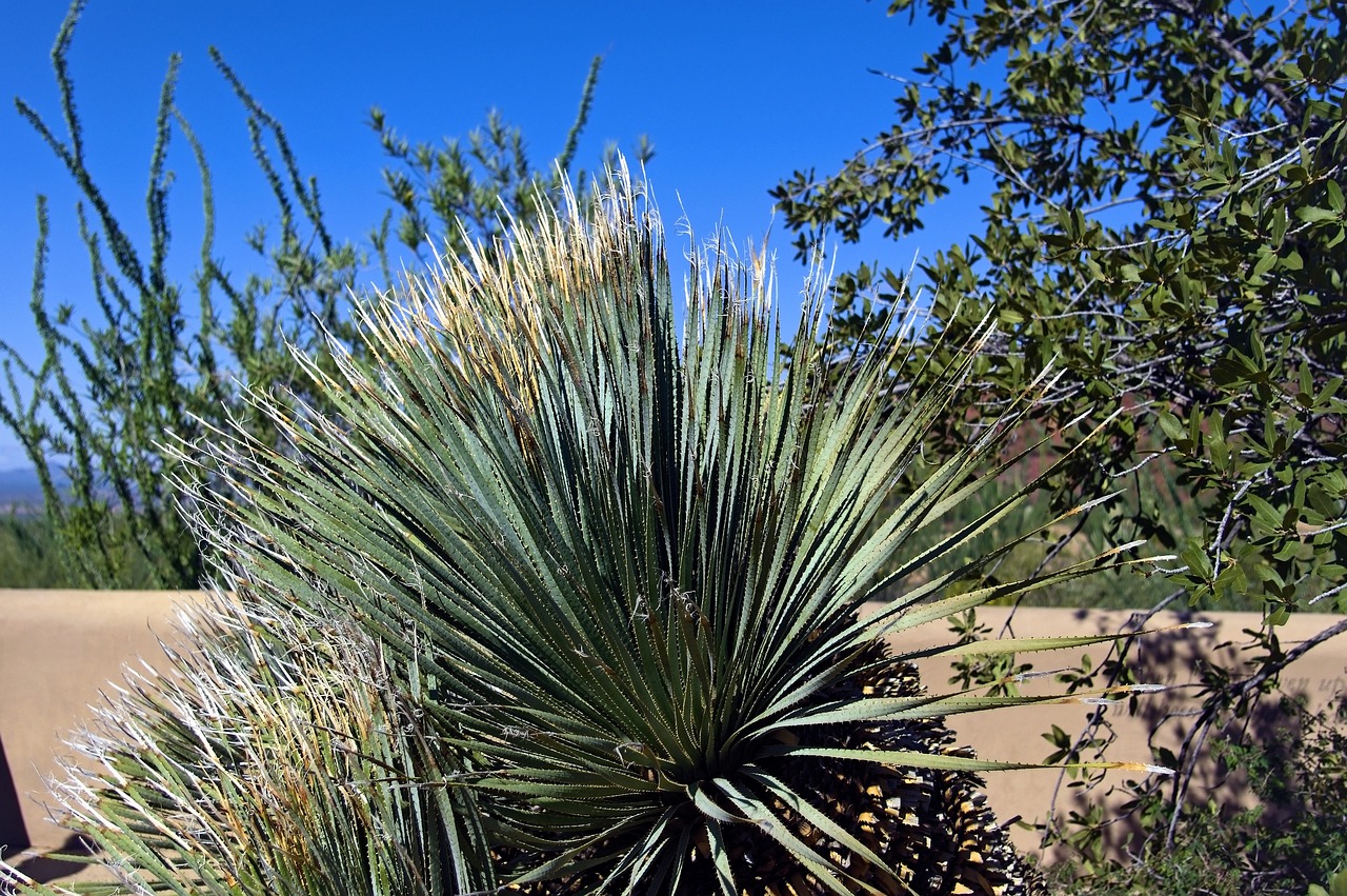 A Gastronomic Journey through Sonora in a Day