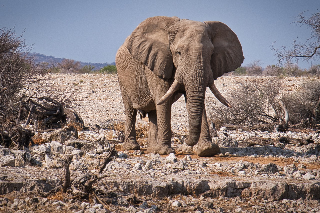 Safari Adventure in Etosha National Park, Namibia