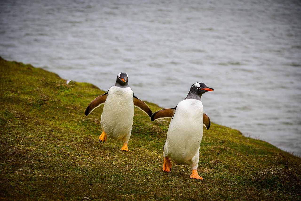 9-Day Adventure in the Falkland Islands