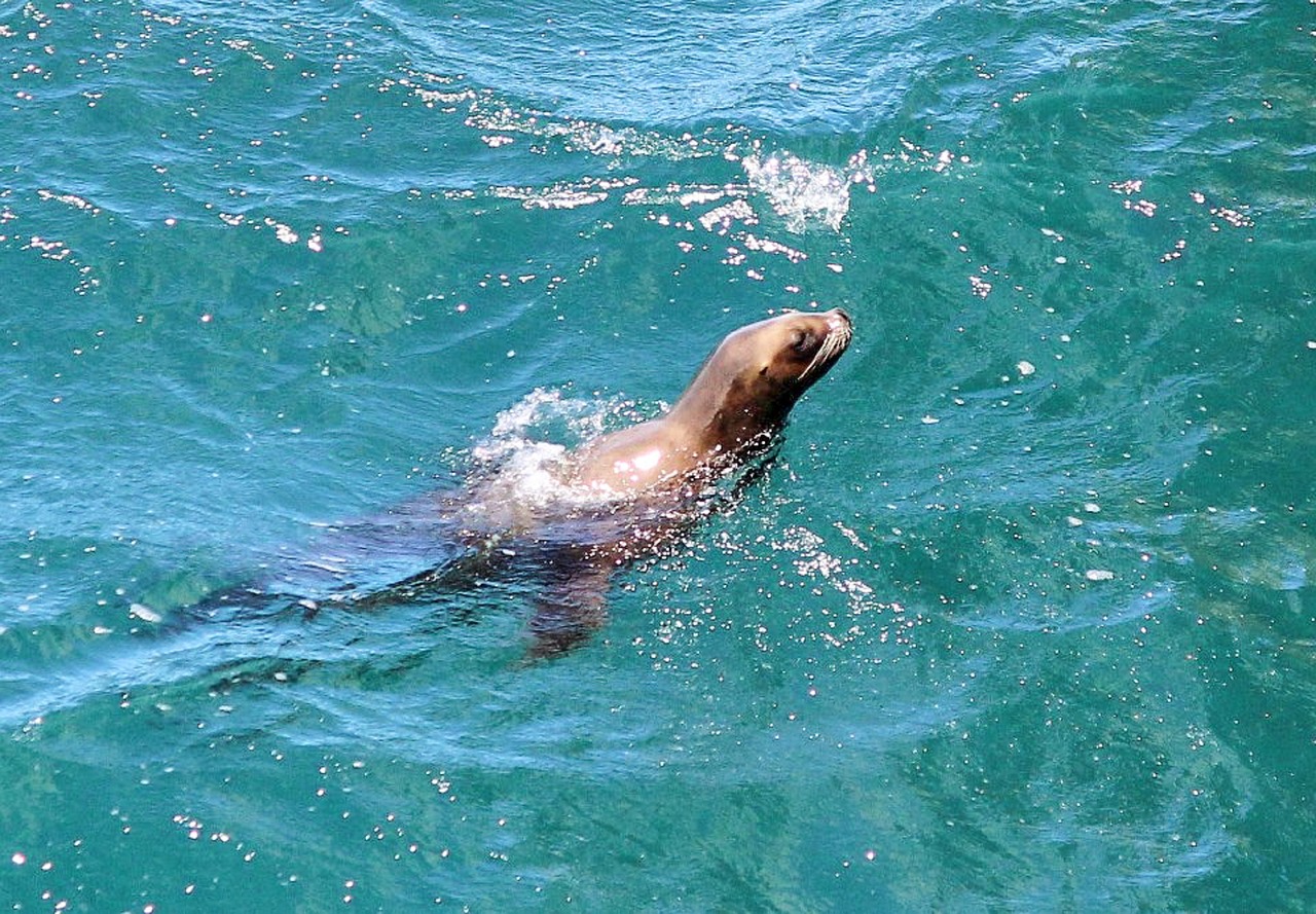 Explorando a Costa de Puerto Madryn em 4 Dias