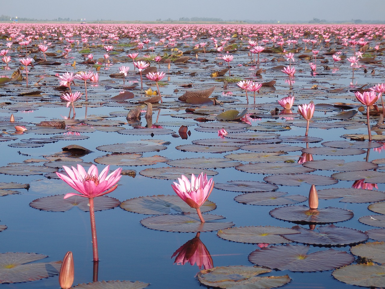 Cultural Delights and Culinary Wonders of Udon Thani