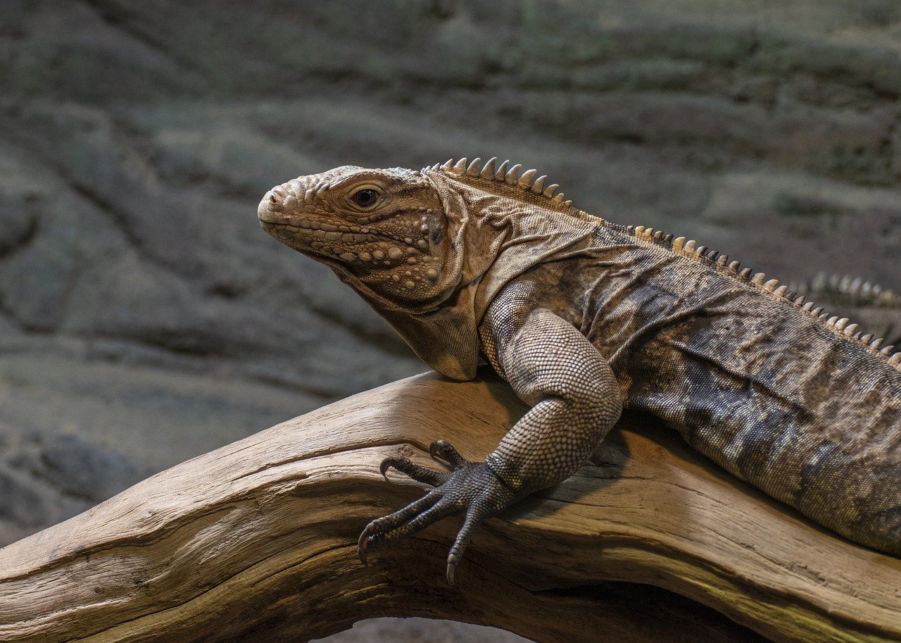 Culinary Adventure in Khao Kheow Open Zoo