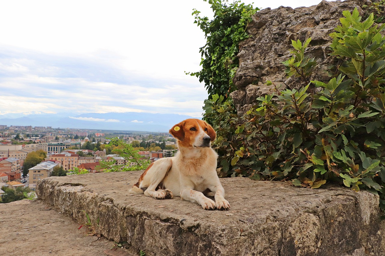 Cultural and Culinary Delights of Kutaisi, Georgia