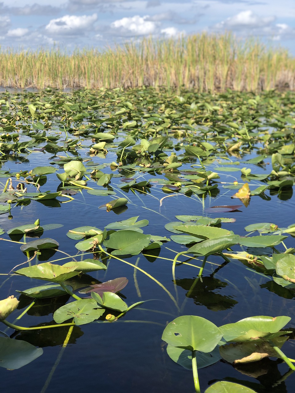 Everglades Adventure: 4-Day Wildlife and Culinary Exploration