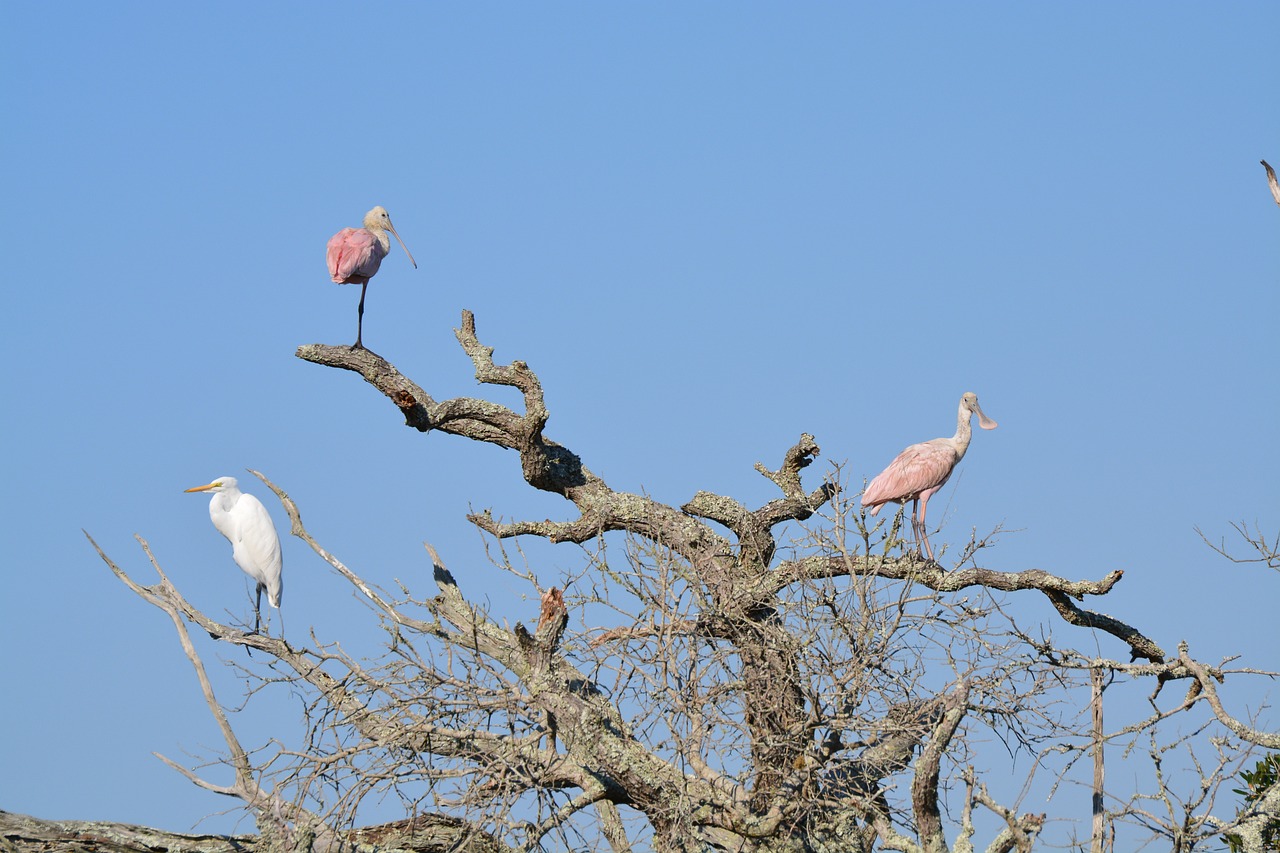 5-Day Culinary Delights and Island Adventures in Jekyll Island