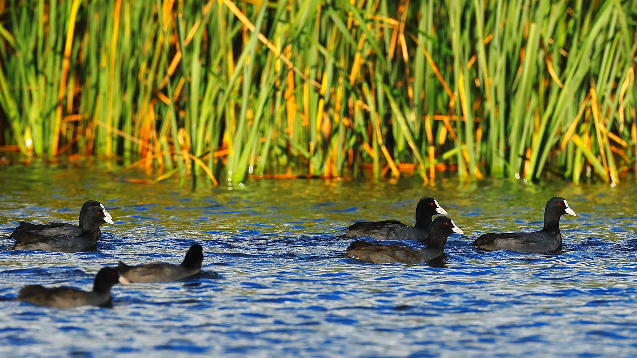 Ultimate 5-Day Adventure in Coots, New South Wales