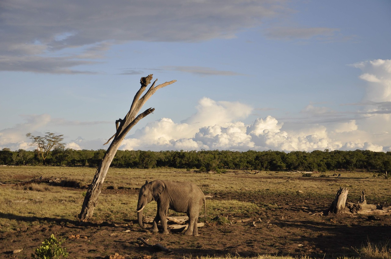 Scenic Safari and Culinary Delights in Nanyuki, Kenya