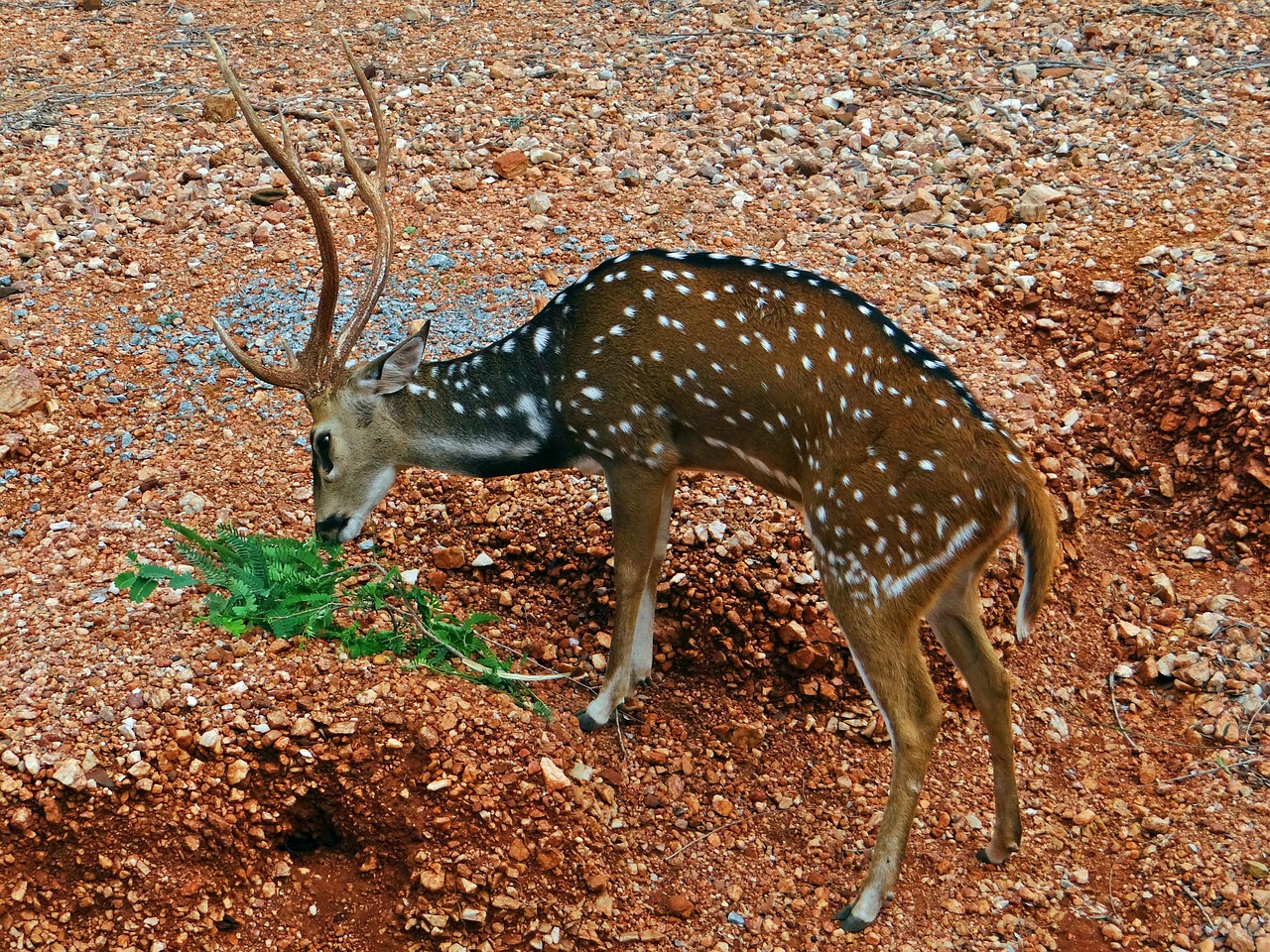 Culinary Delights of Gadag, Karnataka