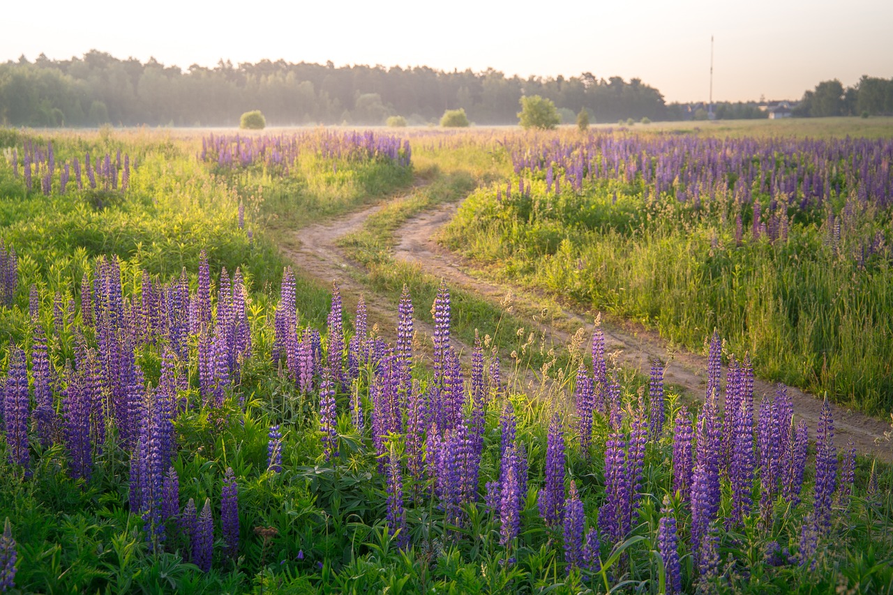 Culinary Delights and Cultural Wonders in Lubin, Poland