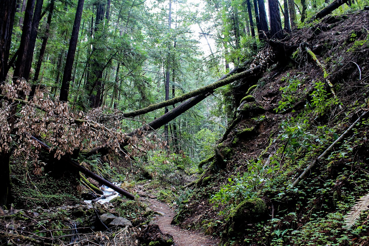 Scenic 6-Day Road Trip from Seattle to Redwood National and State Parks