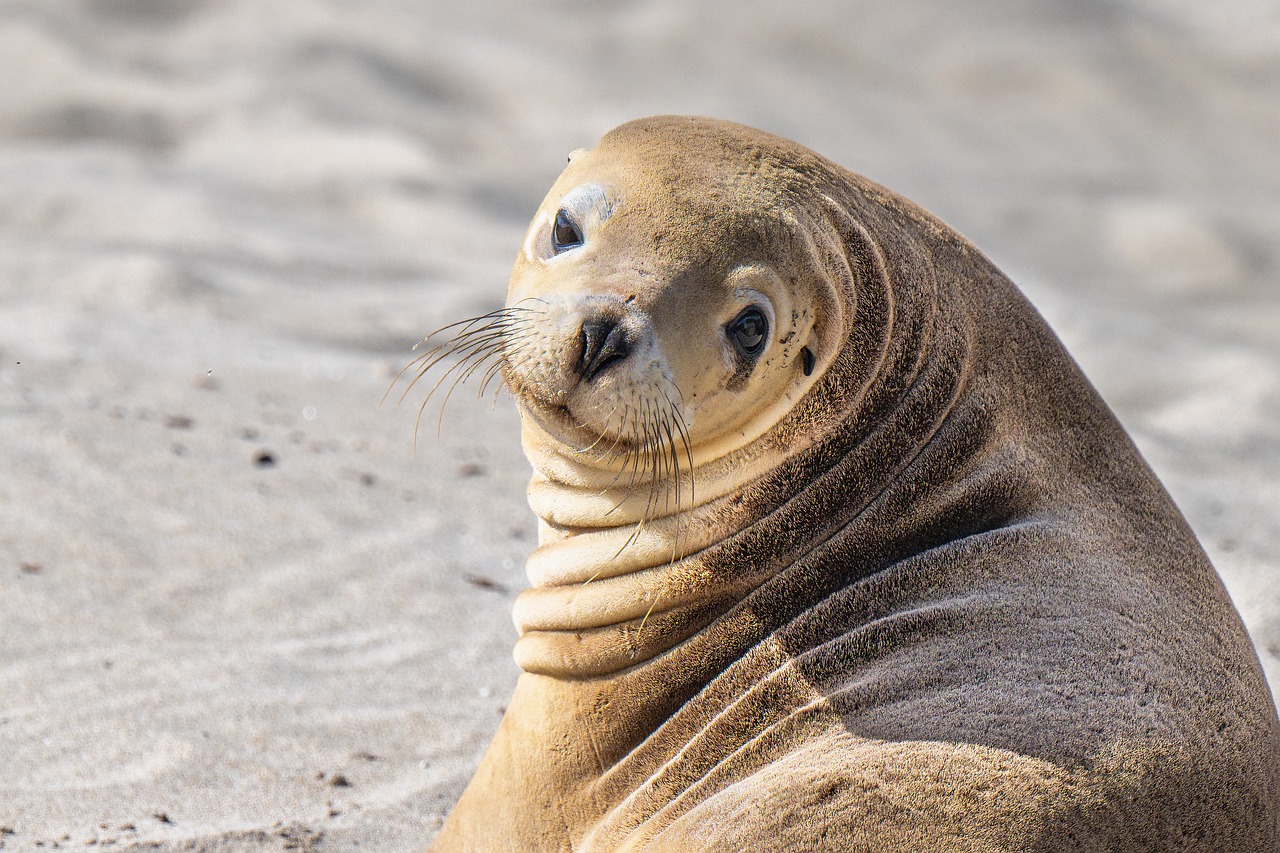 5-tägige Reise durch die Naturwunder von Kangaroo Island