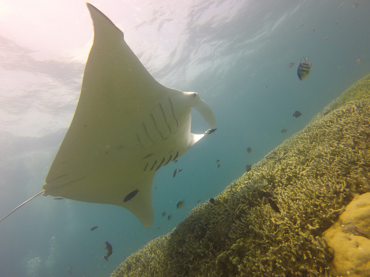 Yap Island Culinary Adventure