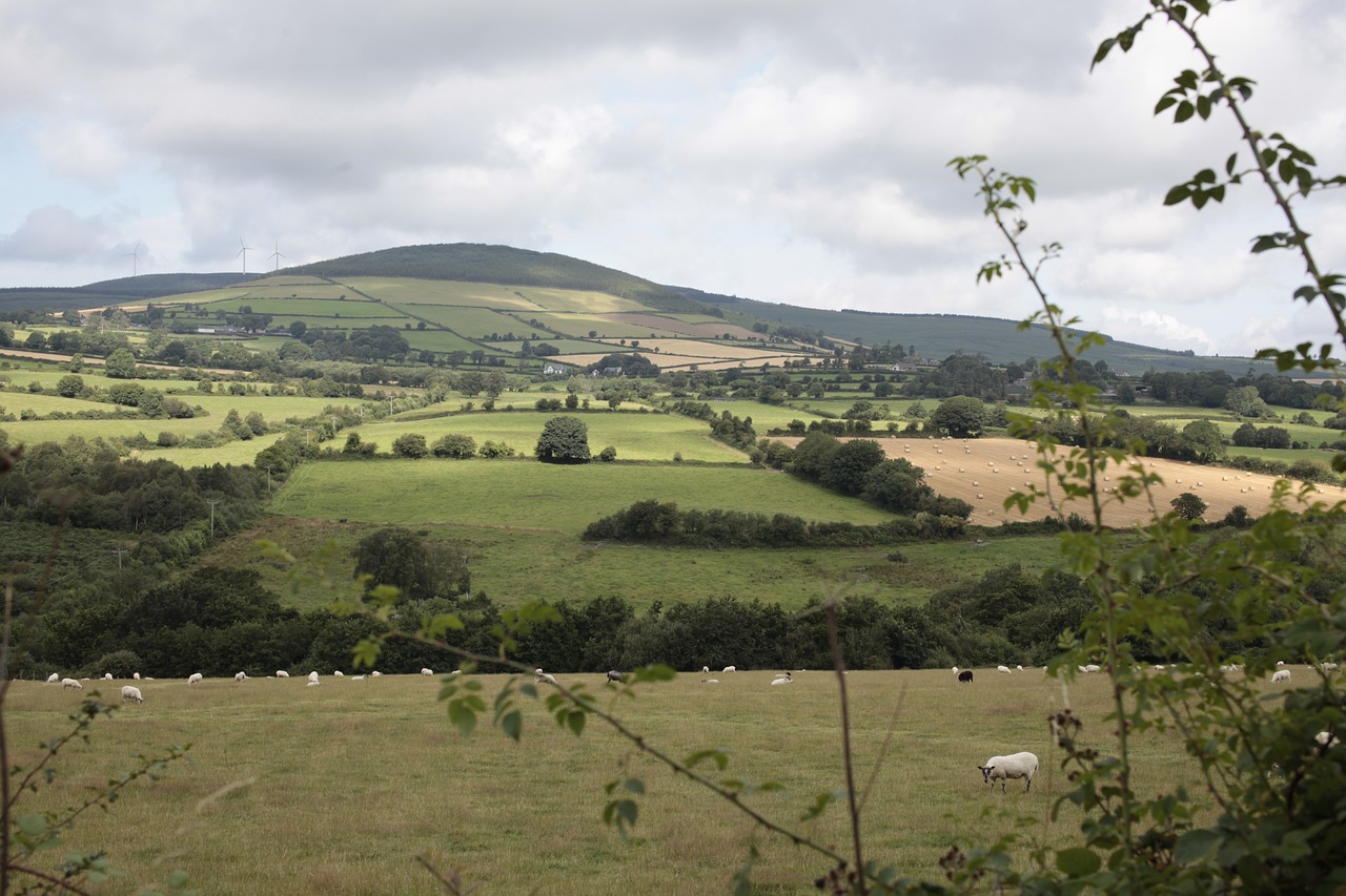 Cultural Delights and Culinary Journeys in Wexford, Ireland