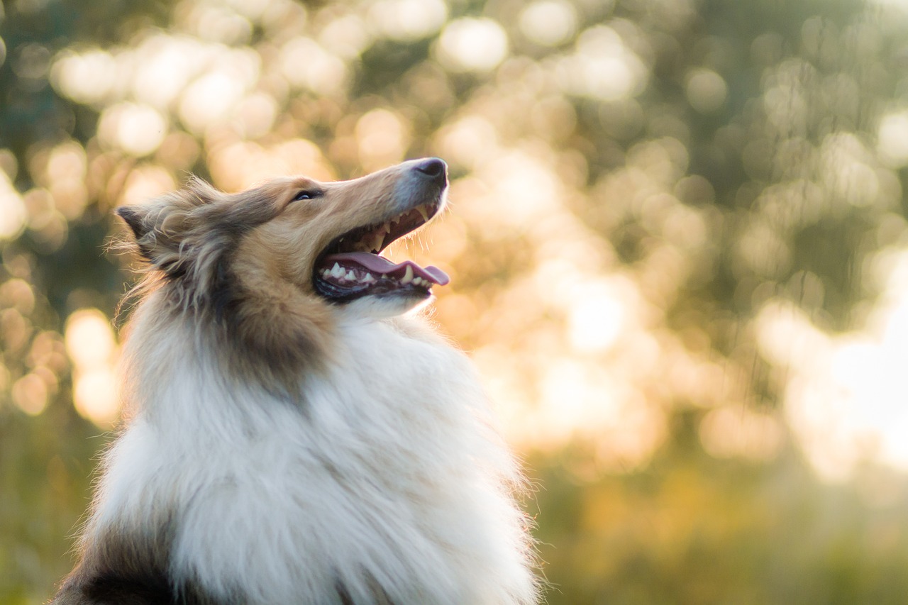 Culinary Delights and Country Charm: 2-Day Collie Getaway