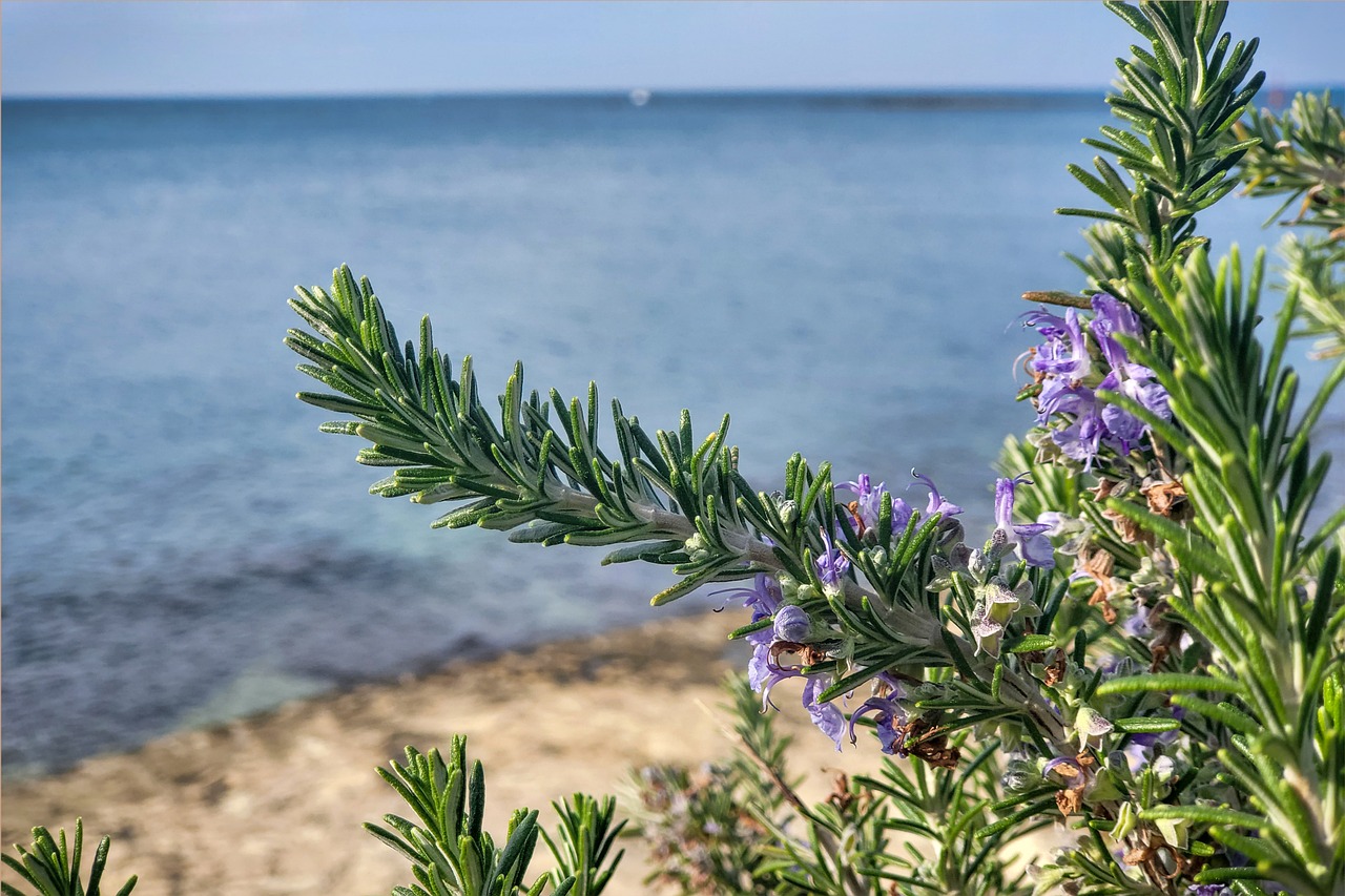 Ultimate 5-Day Beach Adventure in Rosemary Beach, Florida