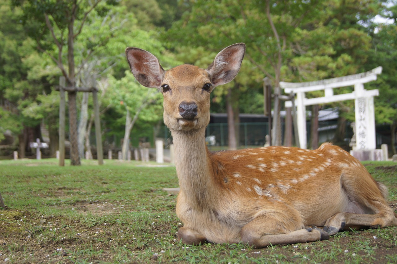 Cultural Delights of Nara, Osaka, and Kyoto in 5 Days