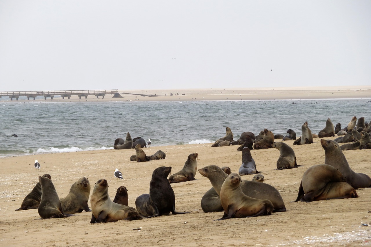 Aventure et Découverte à Swakopmund, Namibie