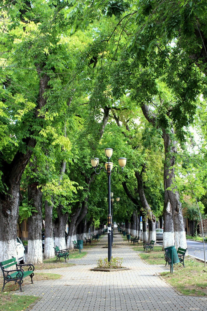 Cultural and Culinary Delights in Târgu Mureș