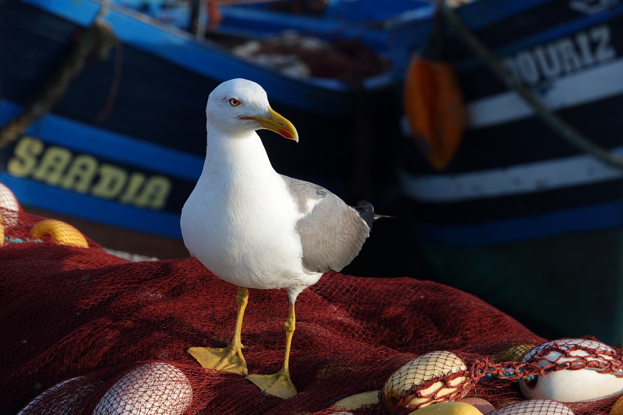 Escapade de 3 jours à Essaouira