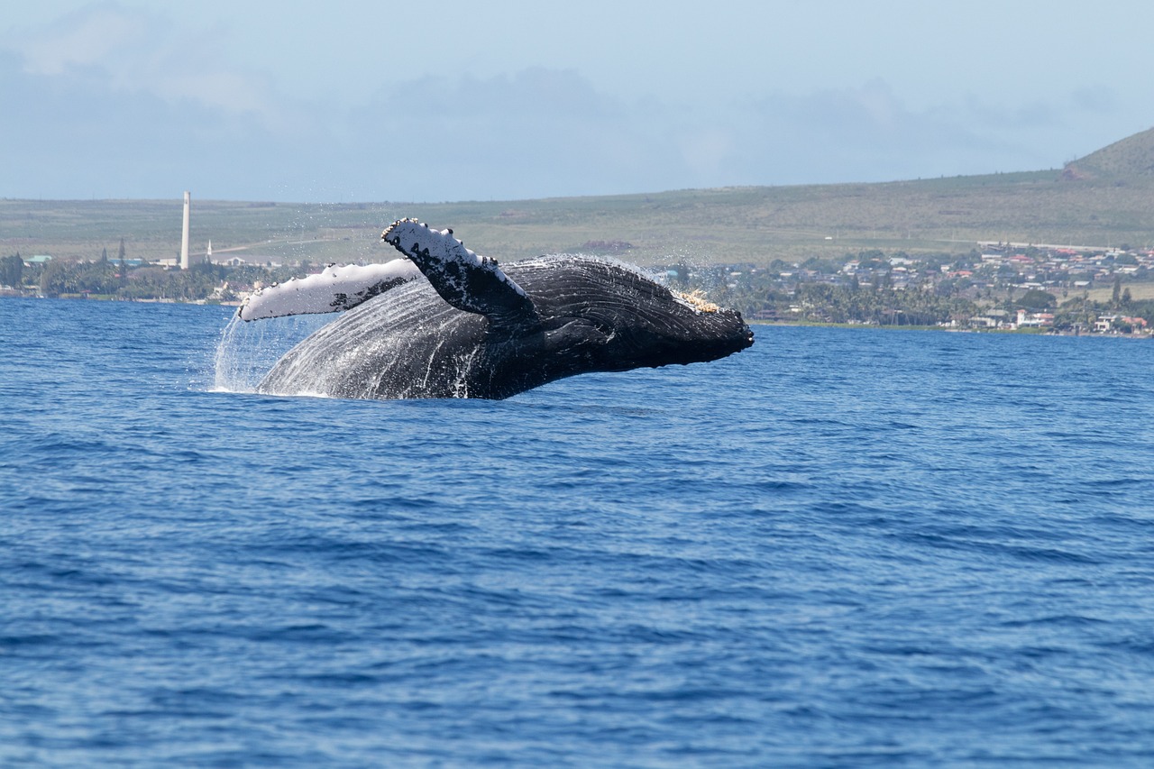 3-Day Maui Adventure with Whale Watching and Local Cuisine