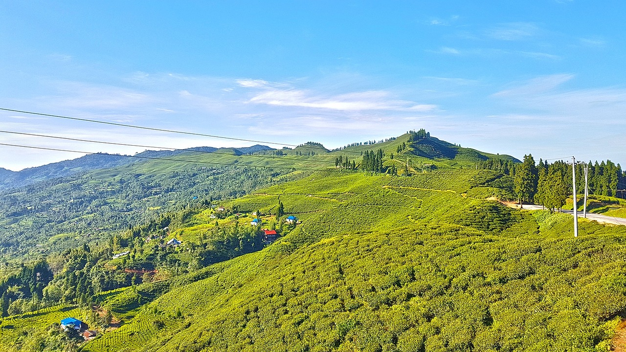 Culinary Journey Through Ilam, Nepal