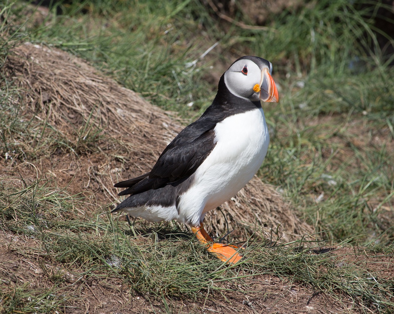 Farne Islands 5-Day Adventure