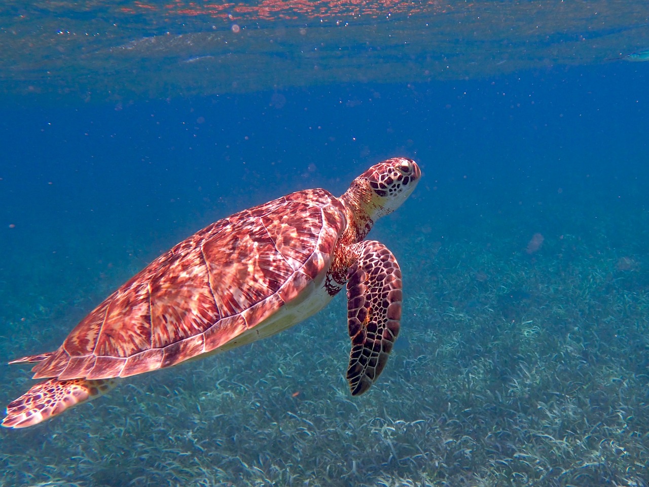 Belize 5-Day Adventure: Snorkeling, Mayan Ruins, and Local Cuisine